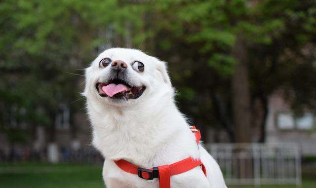 狗狗低血糖的症状 蘑菇宠医