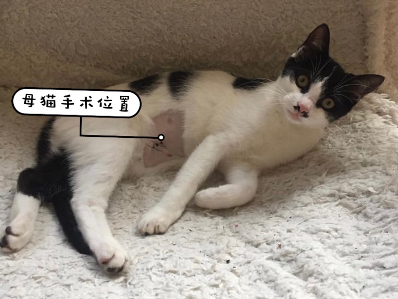 猫咪绝育是件大事儿🥰❗️护理别马虎