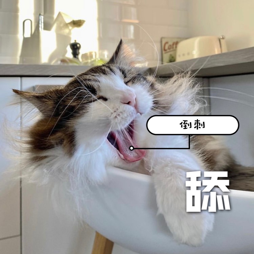 喵星人🐈 为什么总是在舔毛❓