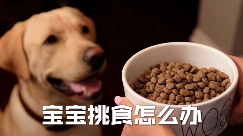 狗狗挑食怎么办❓解决🐶不吃东西的小技巧❗️