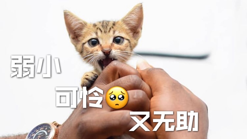 📝 记录，我家猫打疫苗的那些事儿💯