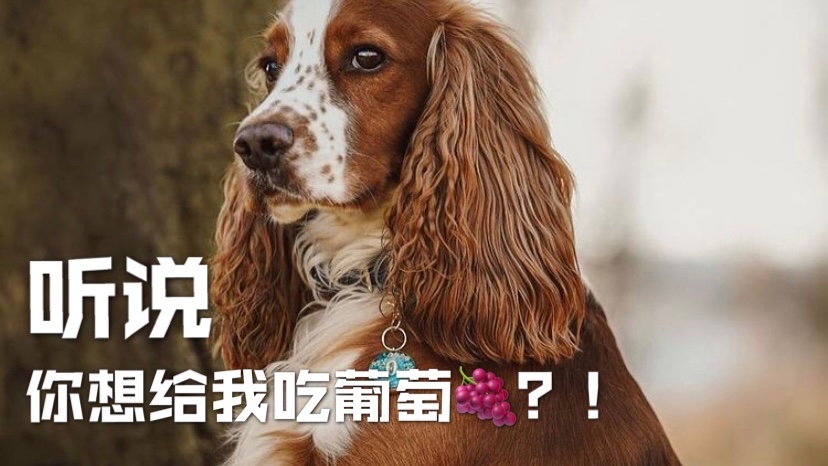 听说，你想给🐶吃葡萄❓