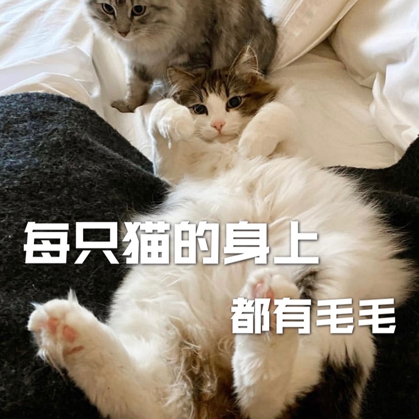 喵星人🐈 为什么总是在舔毛❓