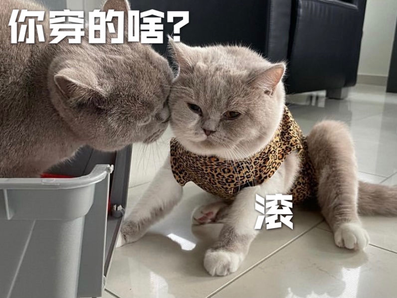 猫咪绝育是件大事儿🥰❗️护理别马虎