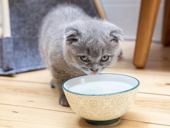 养折耳猫的辛酸苦辣