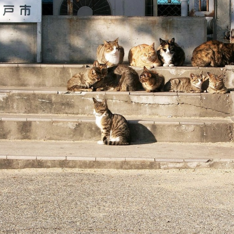 捡到流浪猫🐈 |该怎么办❓