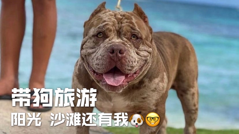 怎么带狗子🐶坐灰机🛩❓❗️