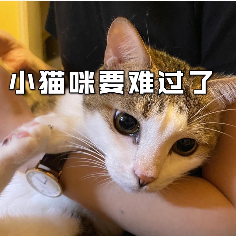 自己在家给猫咪剪指甲的攻略❗️❗️