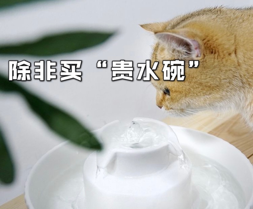 猫咪为什么不爱喝水💧怎么办❓