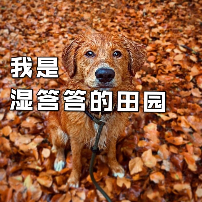 挑选🔍田园犬的小技巧❗️