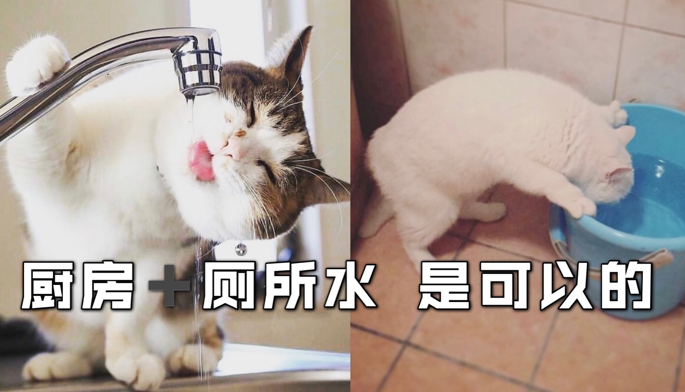 猫咪为什么不爱喝水💧怎么办❓