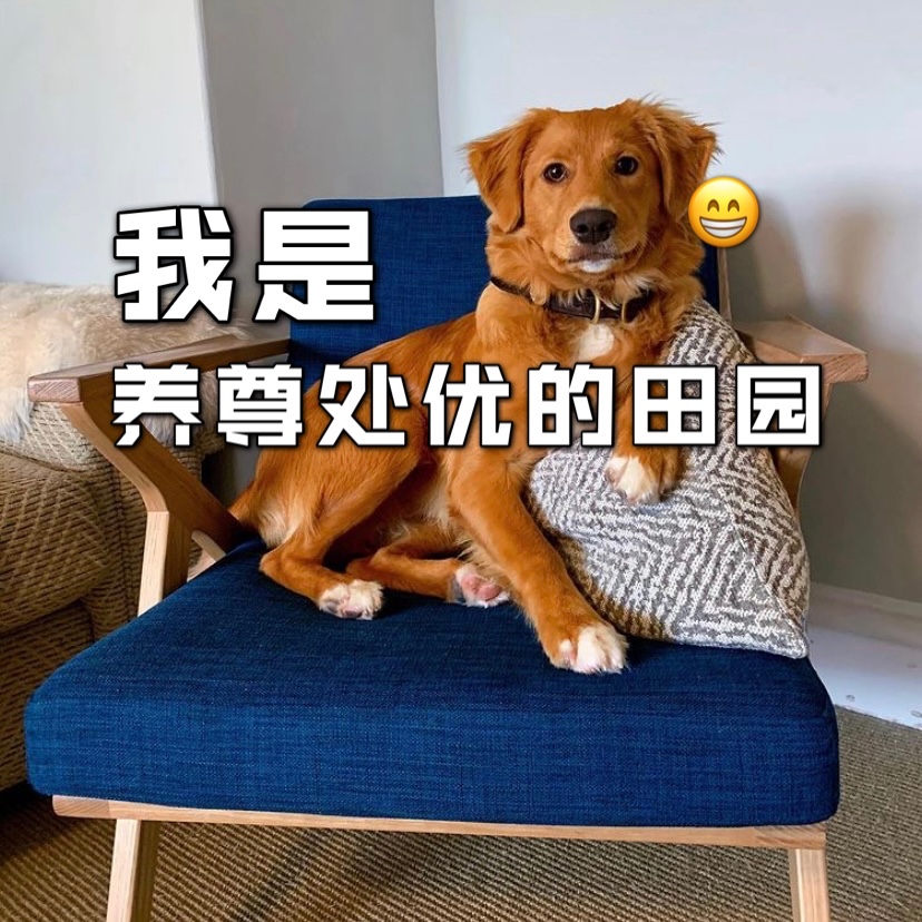 挑选🔍田园犬的小技巧❗️