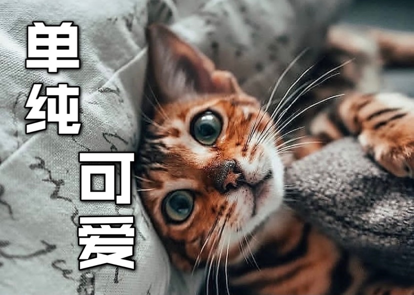 新手接🐱必看❗️ 需要做什么准备❓❗️