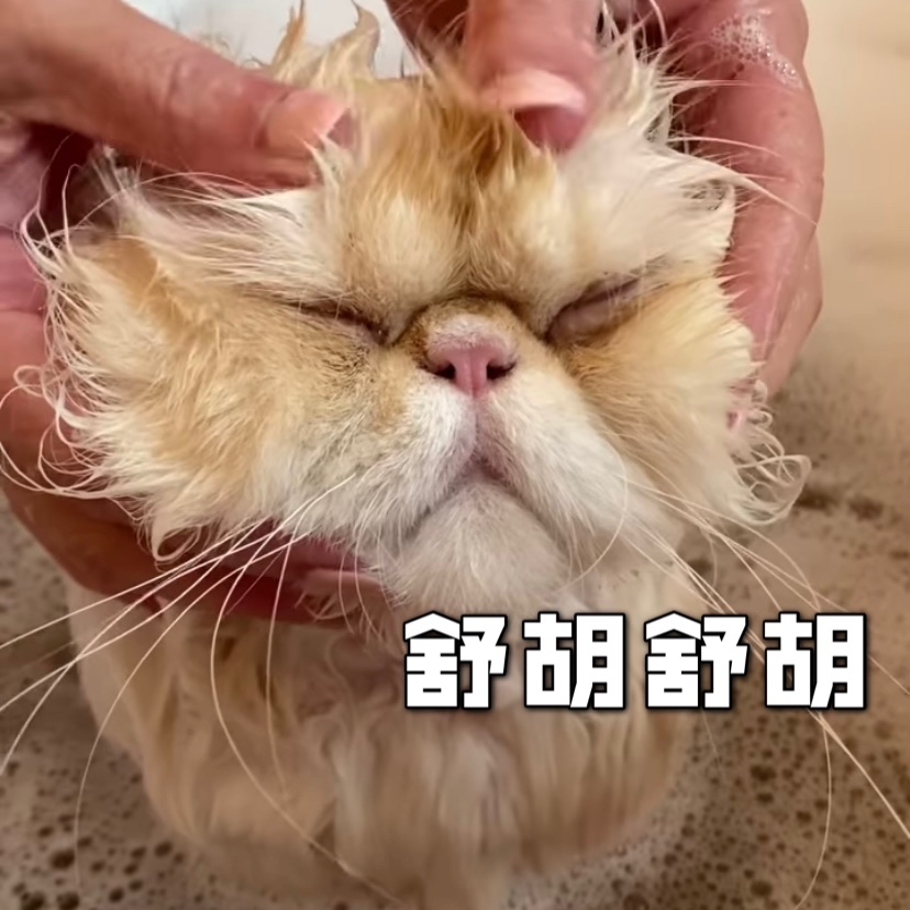 自己在家给猫咪洗澡的攻略❗️❗️