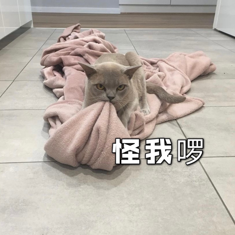 猫到处尿的原因❓亲身经历科普❗️