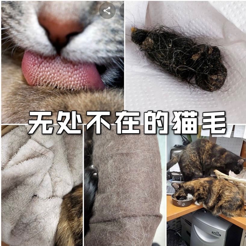 猫吐毛球❓❗️你不得不知道的事。