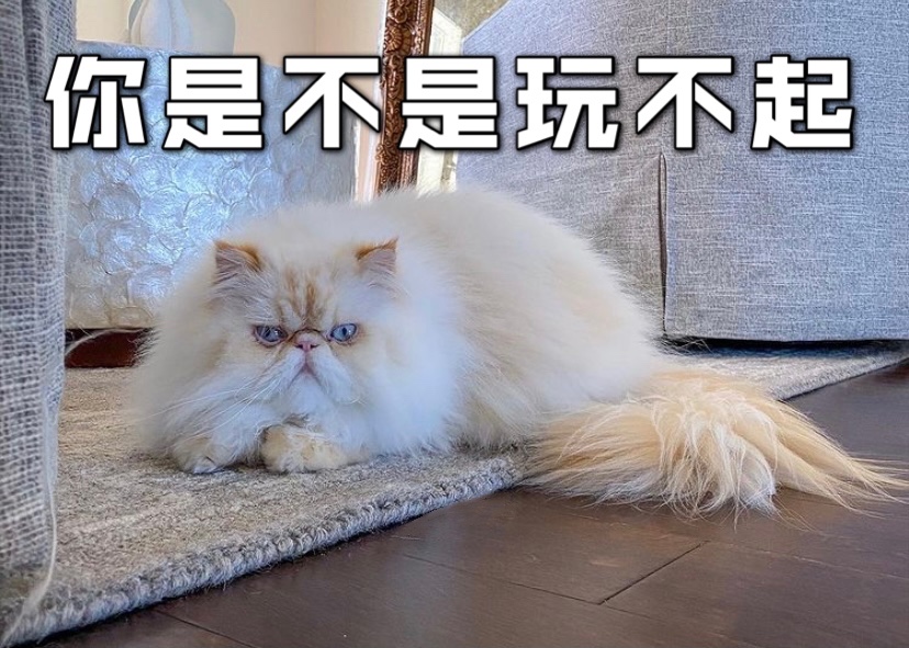 小猫咪🐱为什么要咬人💢 ❓