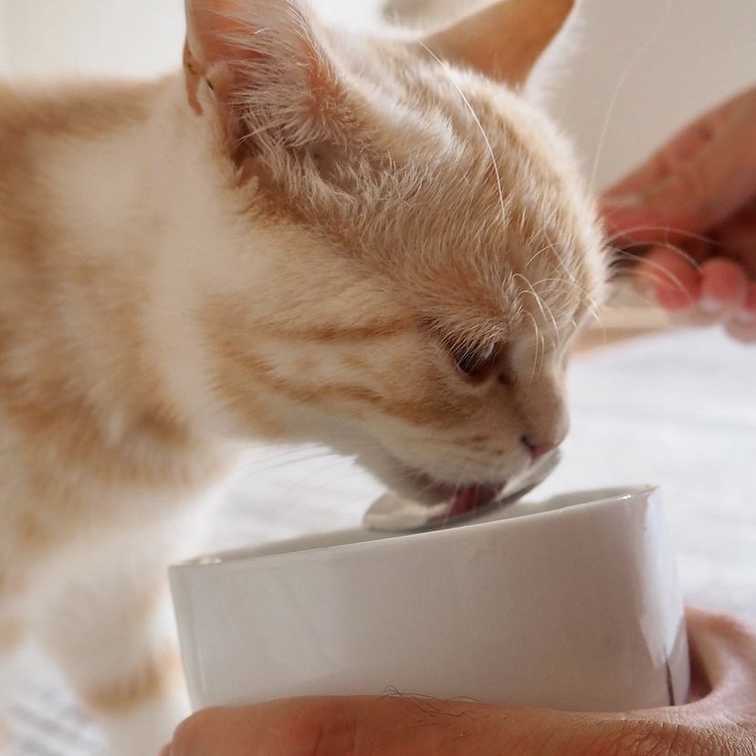 猫不喝水💦咋办，买了自动饮水机也不管用❓❗️