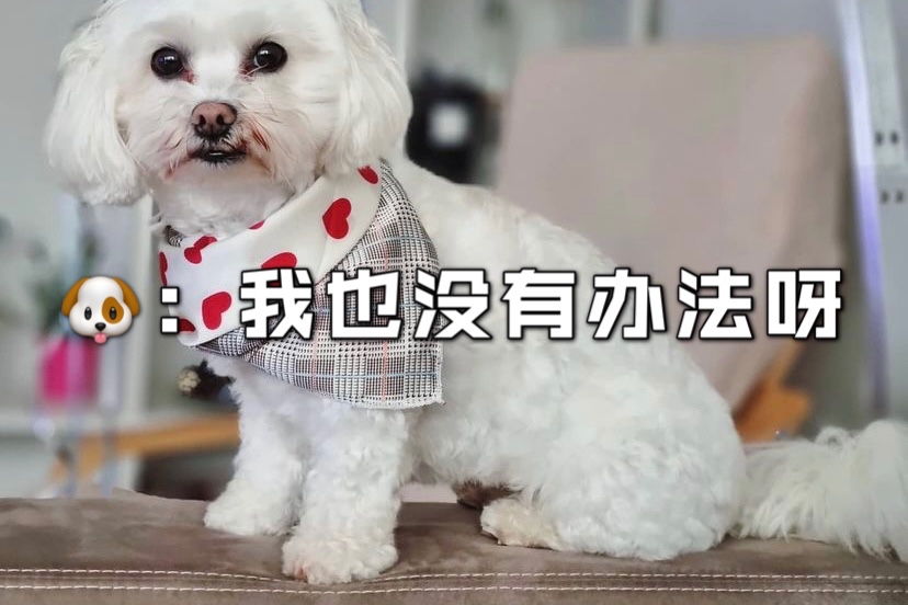 养比熊最头疼的事情，就是泪痕了吧❓