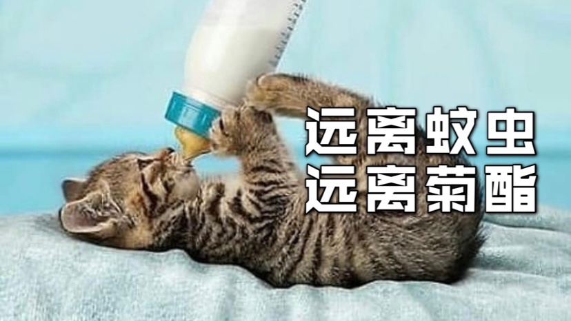 聊聊菊酯对猫咪的影响❗️😱