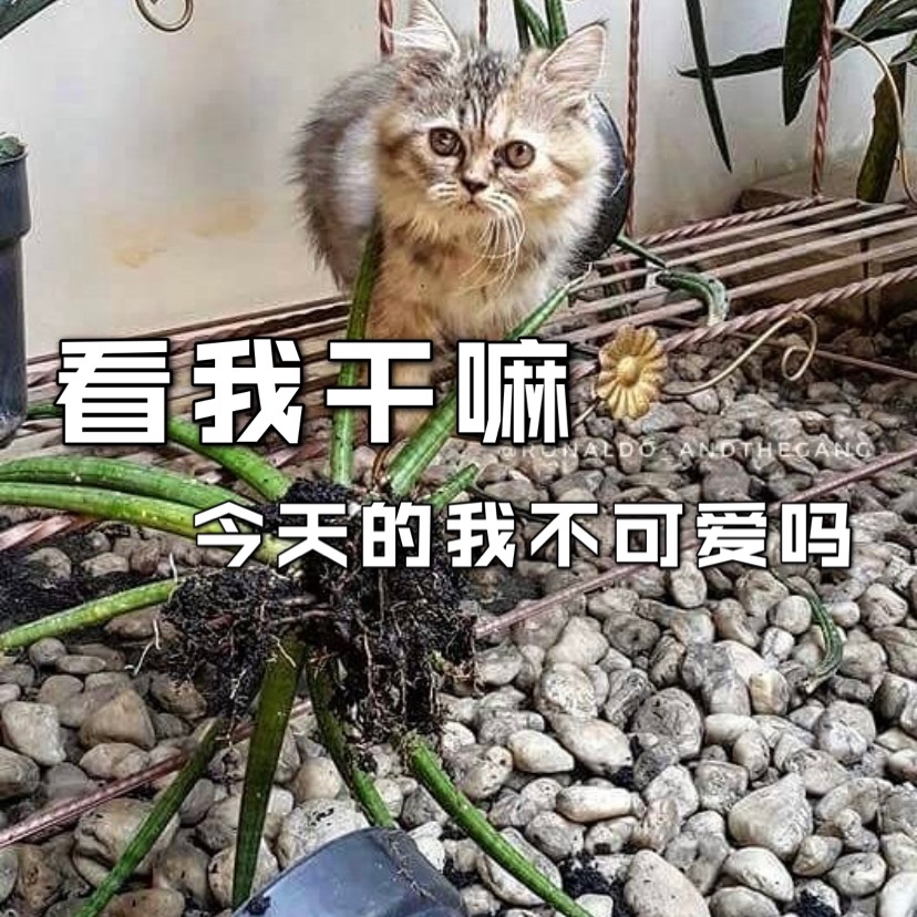 猫咪犯了错应该怎么做❓❗️