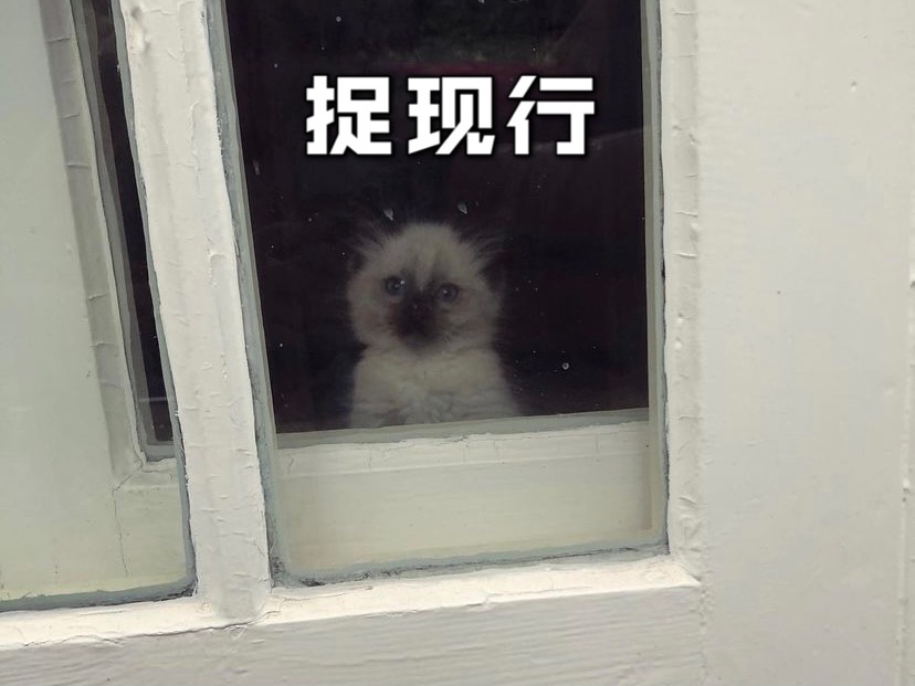 猫咪为什么会偷看👀铲屎官上厕所❓❗️