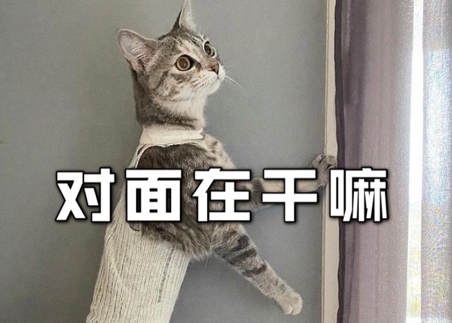 猫咪也和🐶一样偷吃东西❓❗️