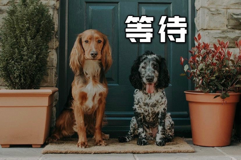 狗狗🐶的分离焦虑怎么解❓❗️