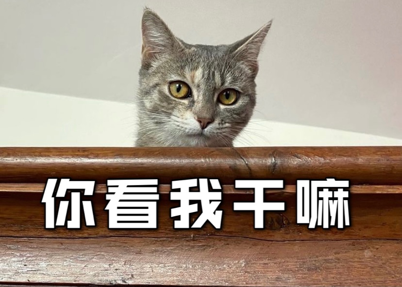 猫咪也和🐶一样偷吃东西❓❗️