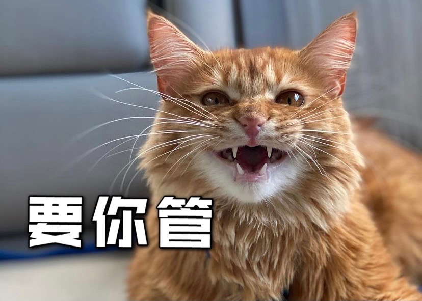 猫咪喜欢喝我马桶🚽里的水？这是为啥❓❗️