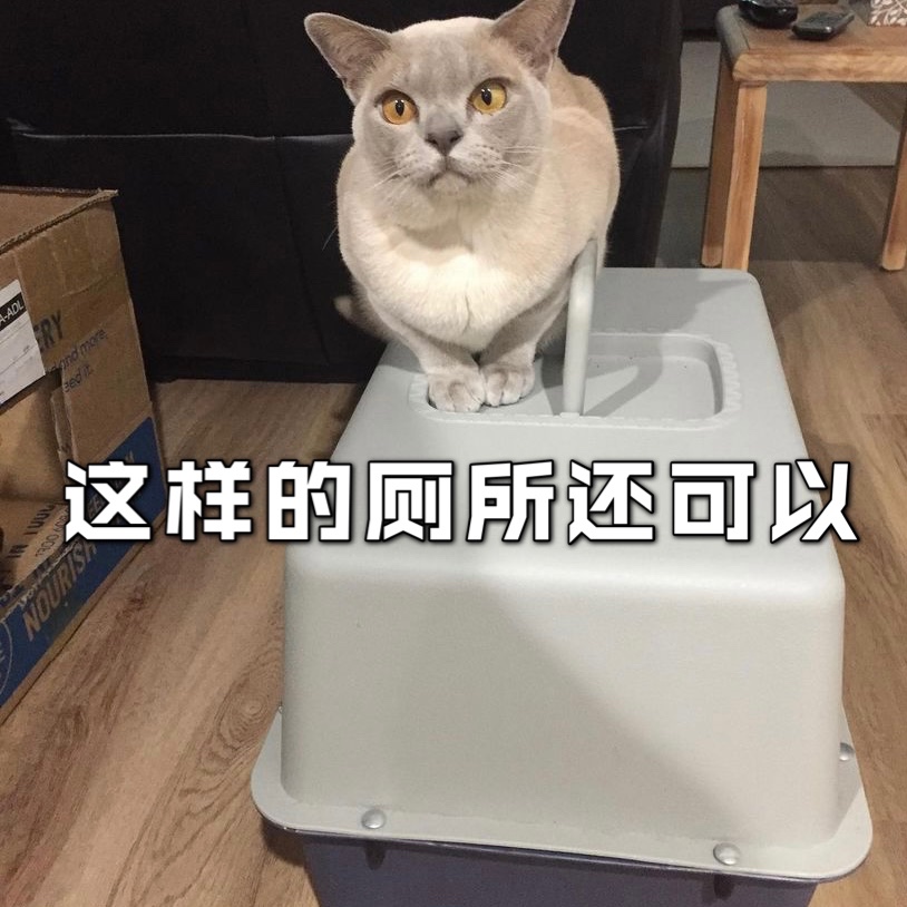 猫到处尿的原因❓亲身经历科普❗️