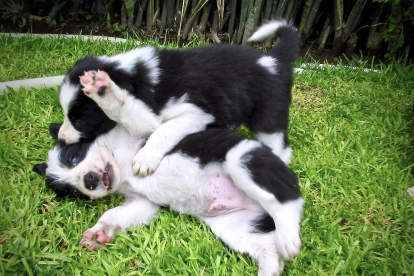 买狗怎么选❓❗️怎样避免买到星期狗🐶