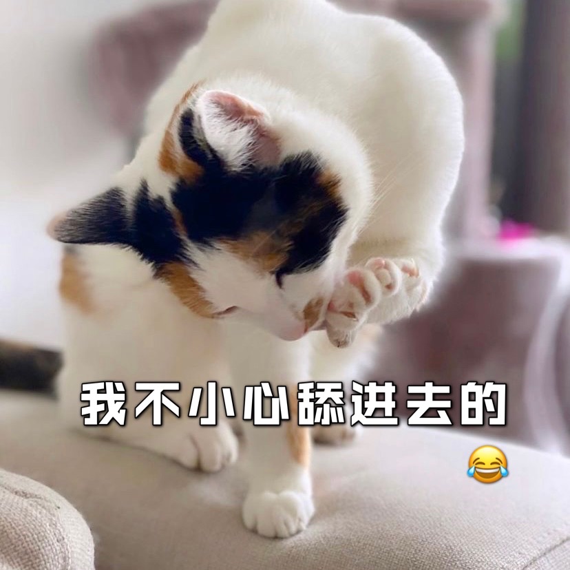 猫咪🐱 为什么会吃猫砂❓❗️