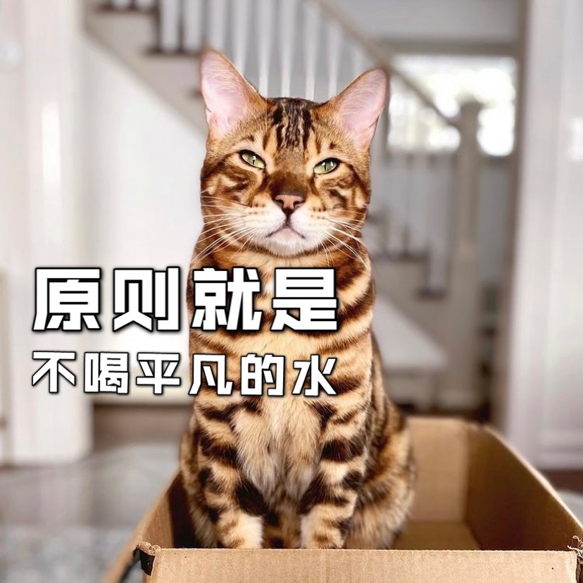 猫猫🐱不爱喝水💦，解决猫不爱喝水的妙招💡❗️