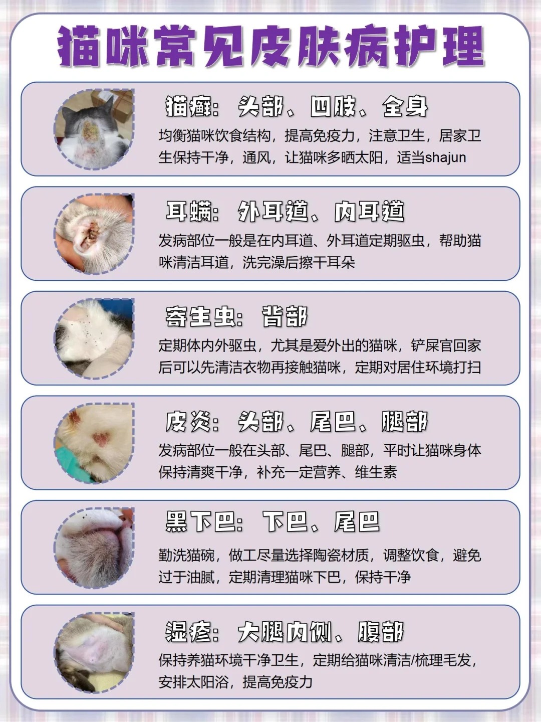 猫咪皮肤困扰？这6种问题你一定要知道🔍