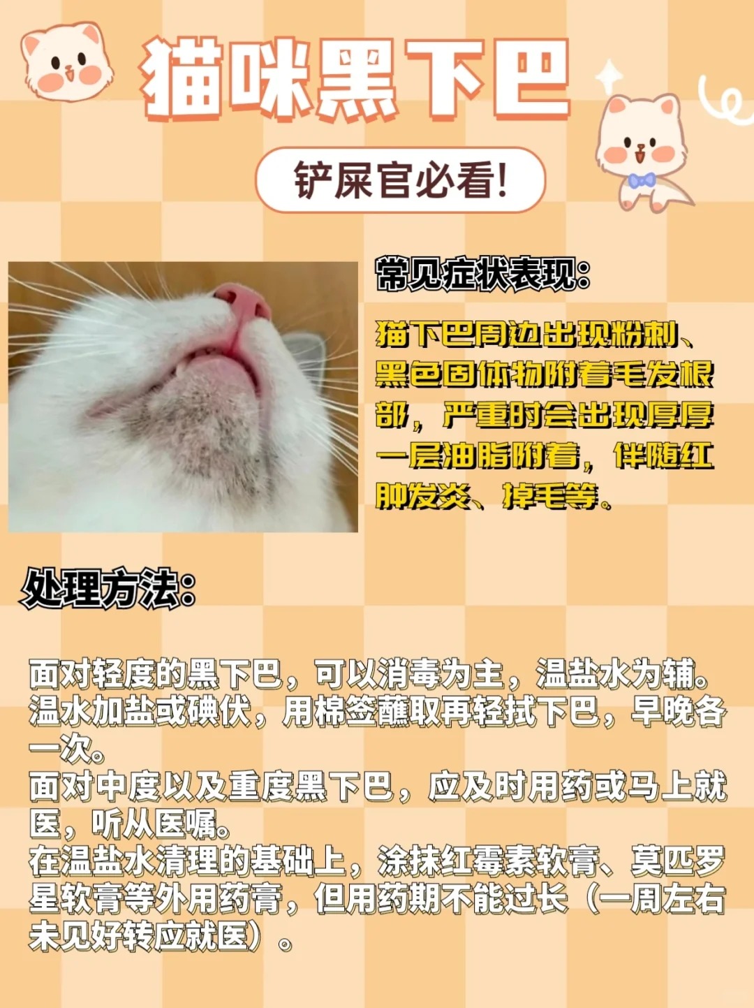 春季猫咪皮肤病高发，教你几招轻松应对！