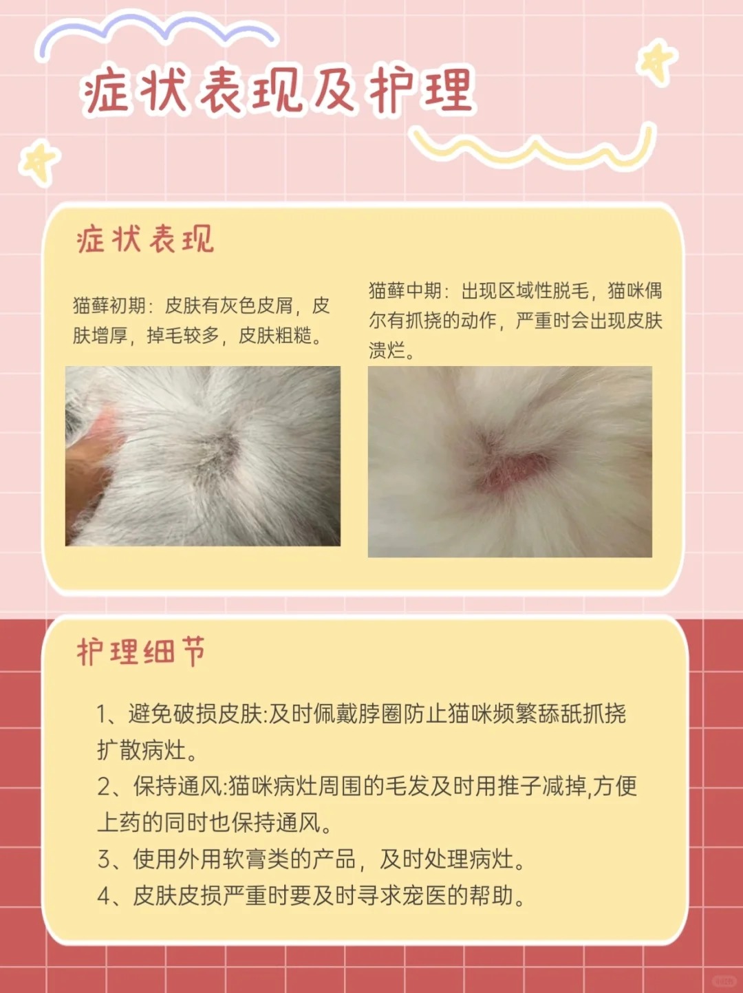 💡猫癣防护必备知识！别让猫咪再遭罪😿