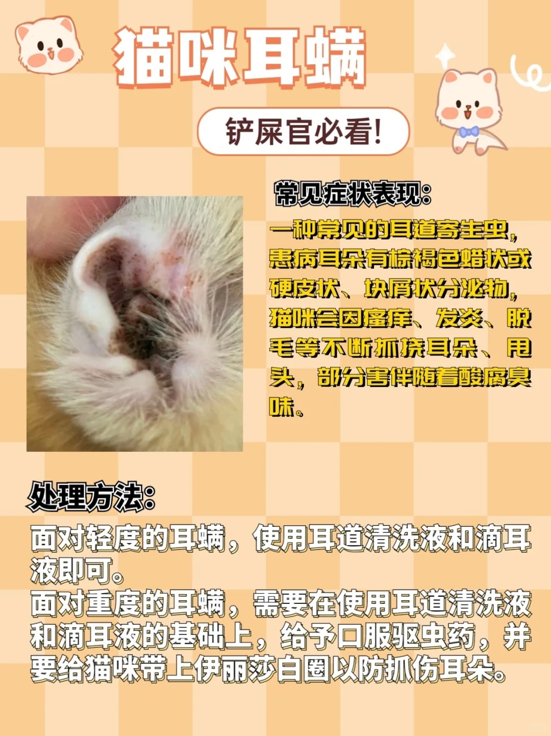 春季猫咪皮肤病高发，教你几招轻松应对！