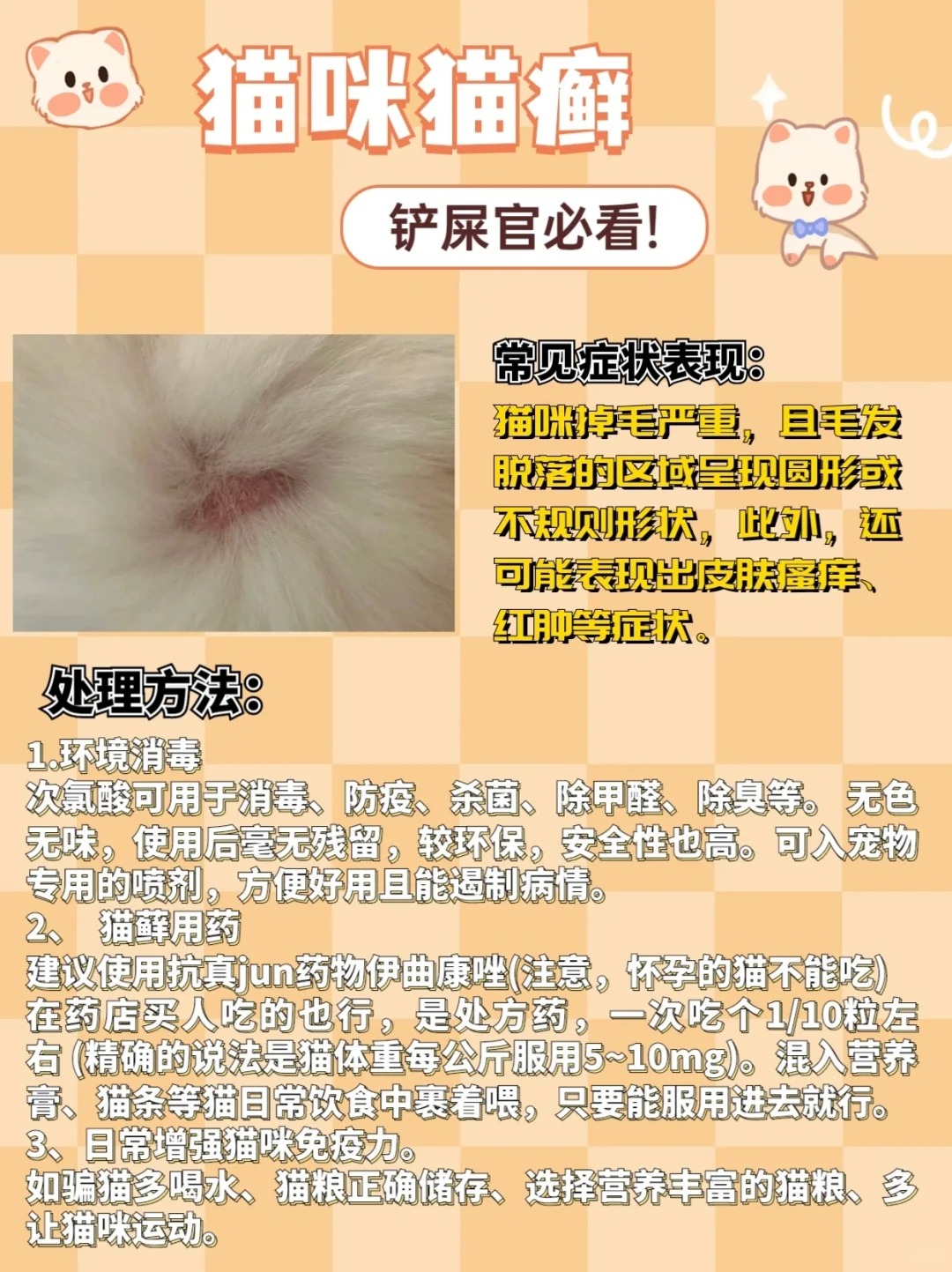 春季猫咪皮肤病高发，教你几招轻松应对！