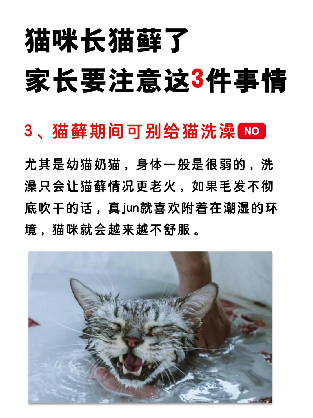 猫咪长猫藓，家长们要注意这三件事情！