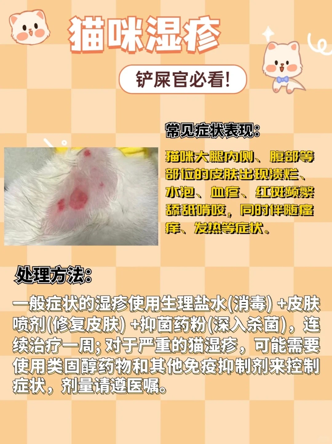 春季猫咪皮肤病高发，教你几招轻松应对！