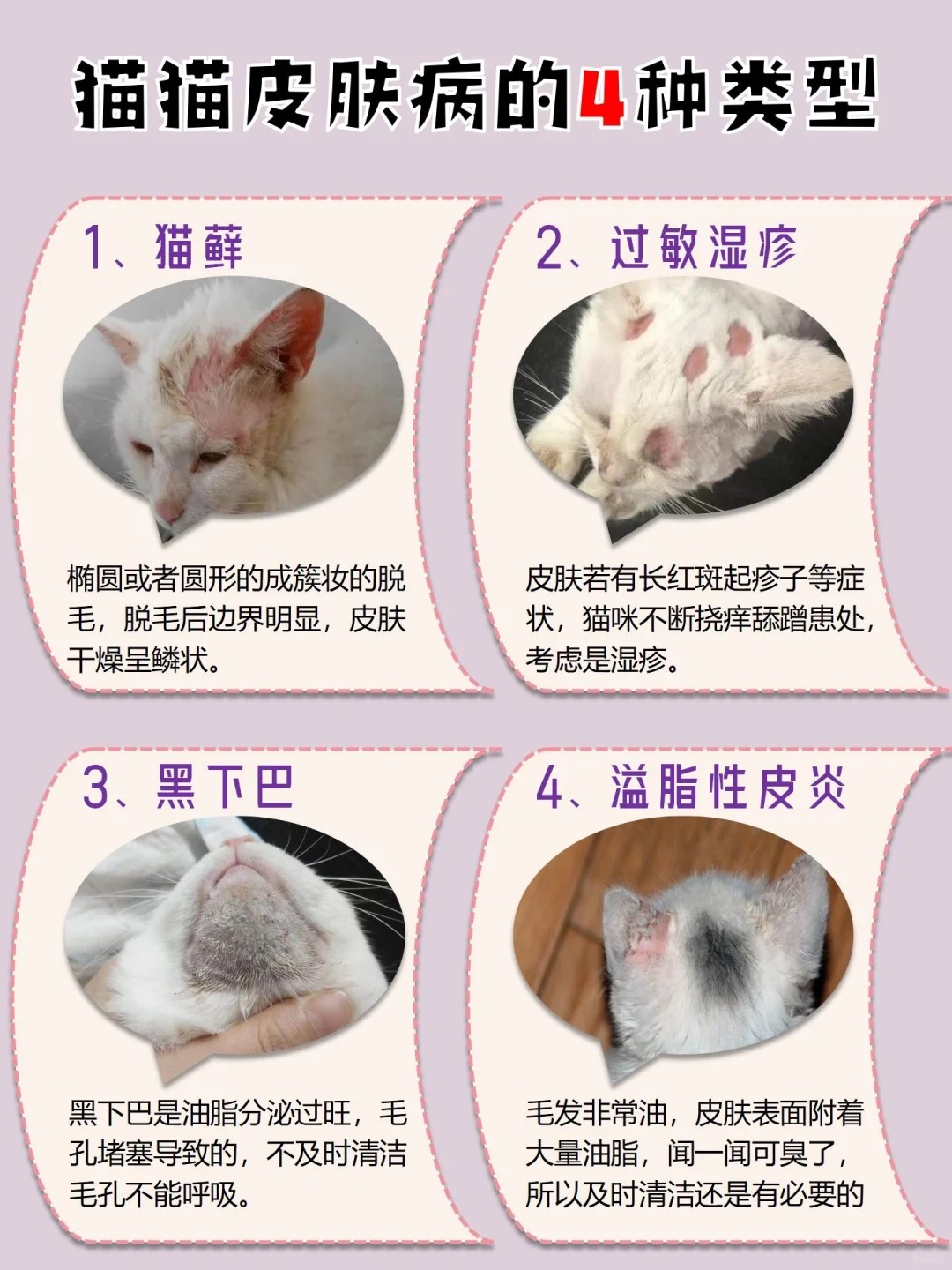 你家猫有这4种常见皮肤病吗？快来看看!