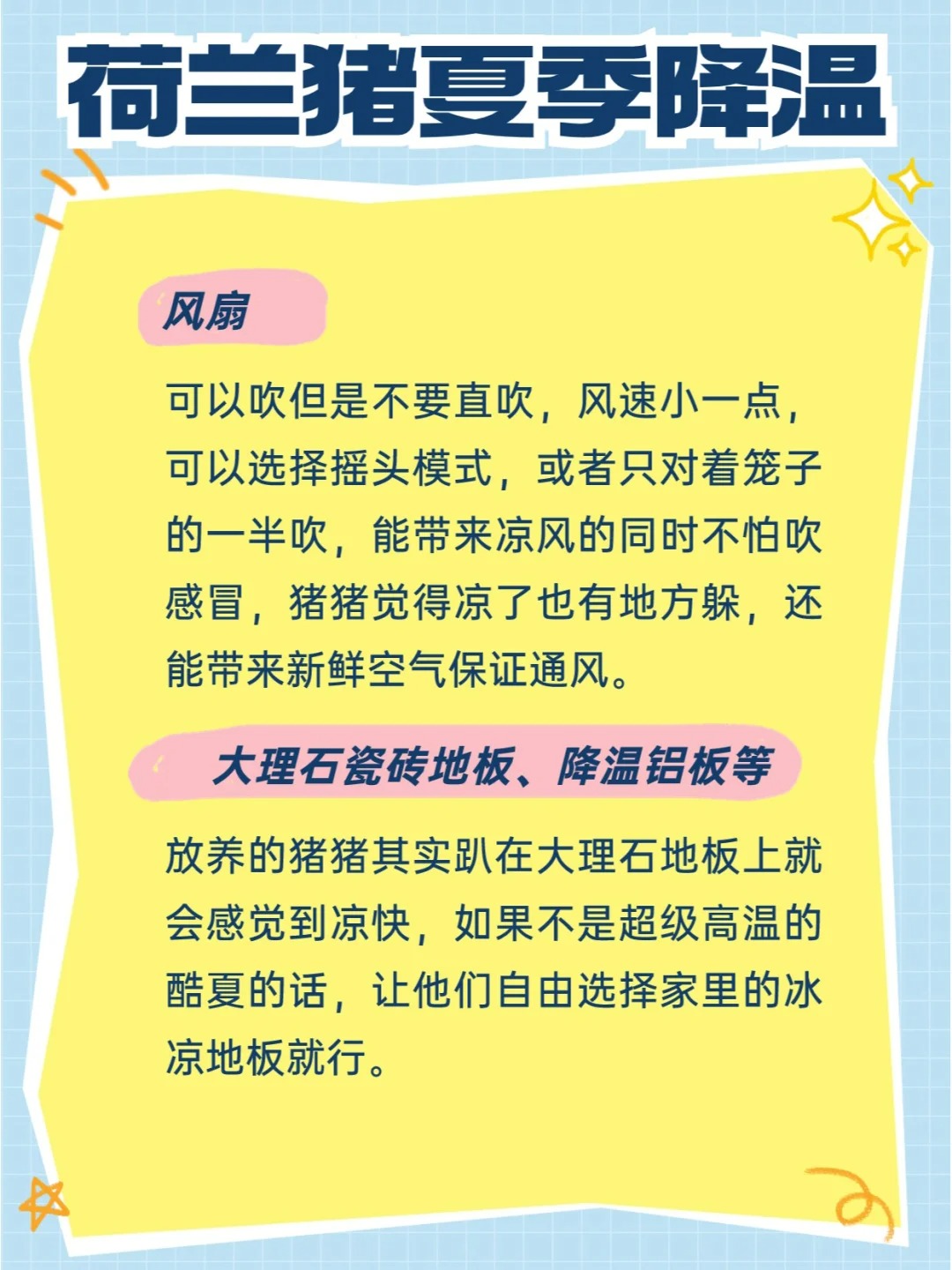 夏季荷兰猪避暑攻略有！猪猪中暑可不得了！